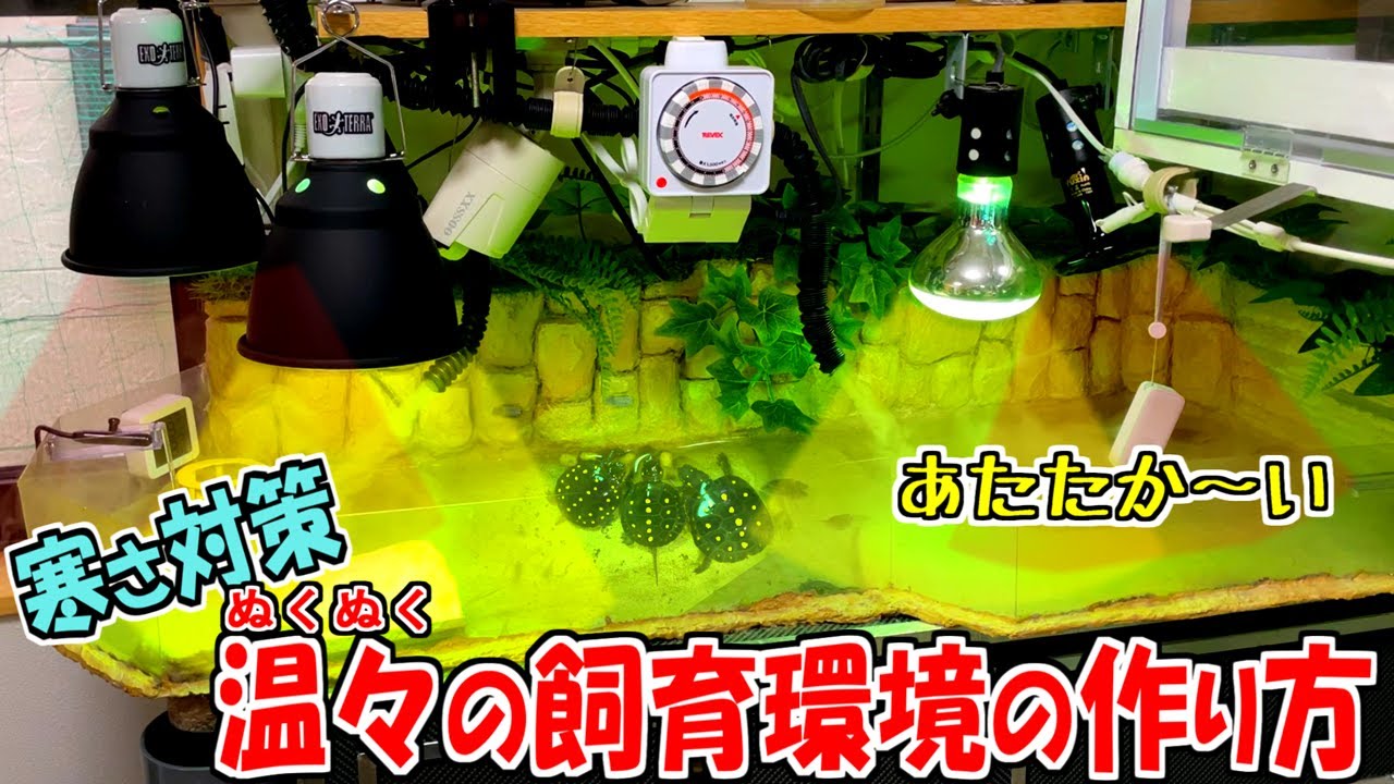 【亀の水槽】室内飼育の子亀たちの寒さ対策！暖かく過ごせる亀水槽を作る【2023】
