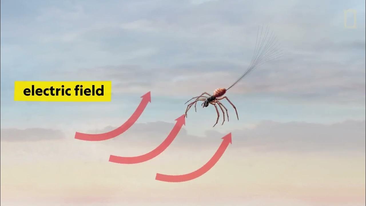 How Spiders Use Electricity to Fly YouTube