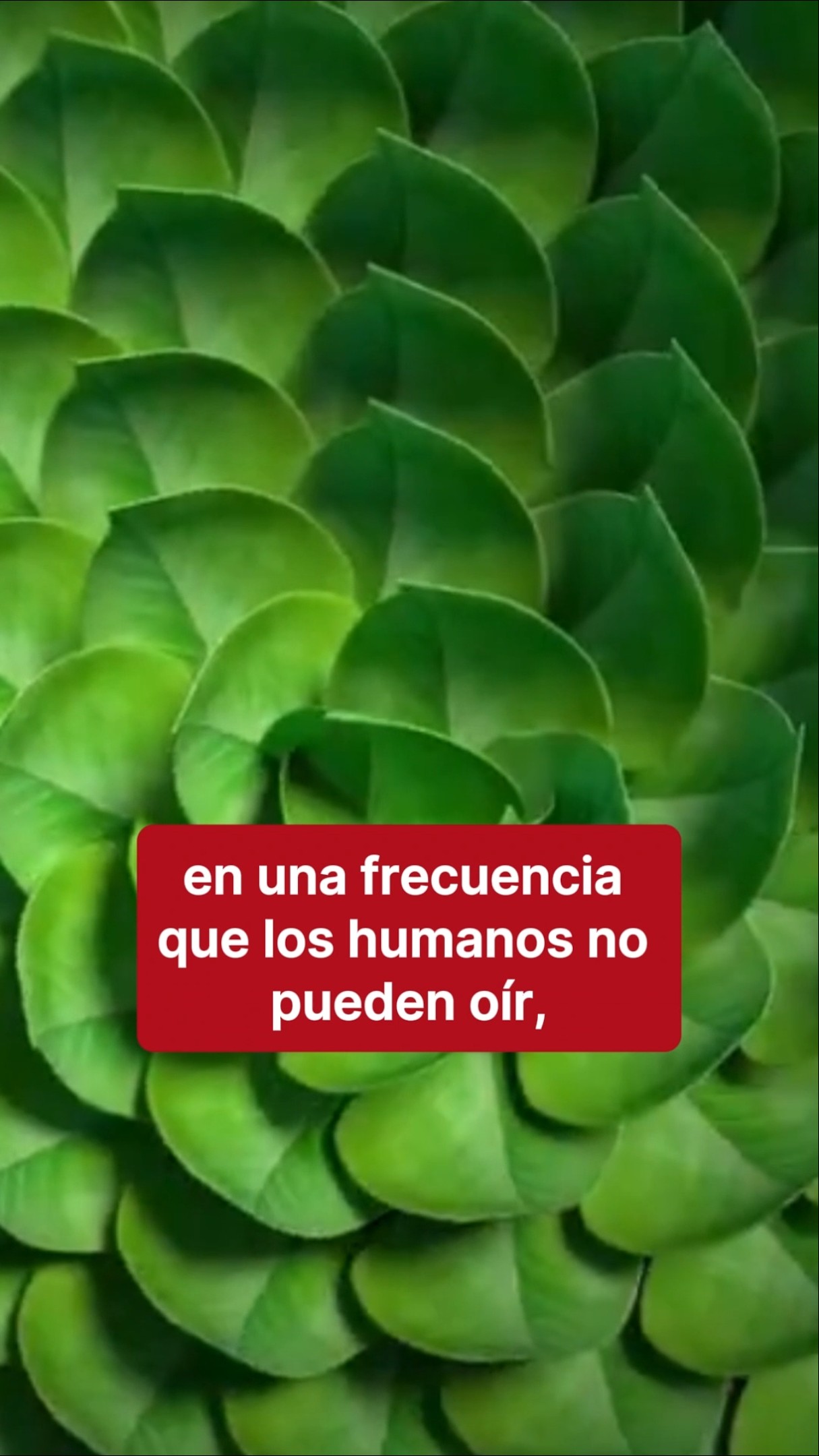 Las plantas estresadas EMITEN SONIDOS