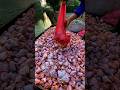 peternak lele thailand tinggalkan pelet alasannya bikin kaget #lelethailand #ternaklele #shortvideo