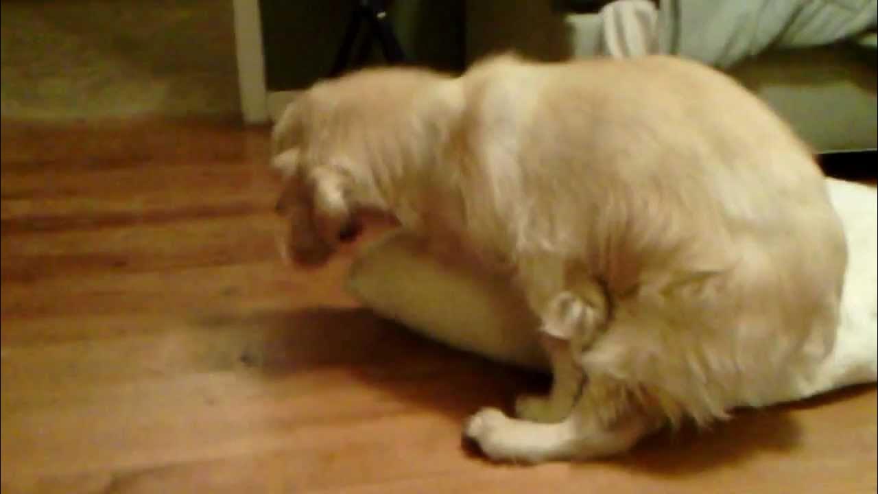 Dog humping pillow YouTube