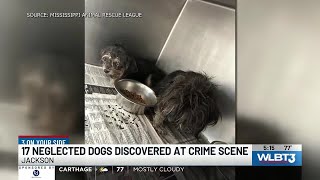 Over a dozen dogs recovered from crime scene in Jackson