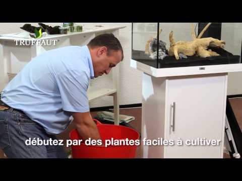 Vidéo: Comment Planter Des Plantes Dans Un Aquarium