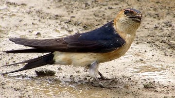 Red - rumped Swallow Collecting Nesting Material (Cecropis daurica)  Μιλτοχελίδονο - Cyprus