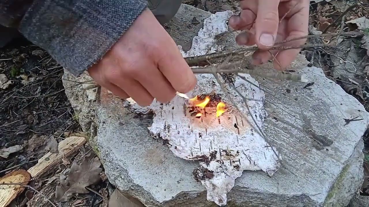L'écorce de bouleau, merveilleux allume-feu !