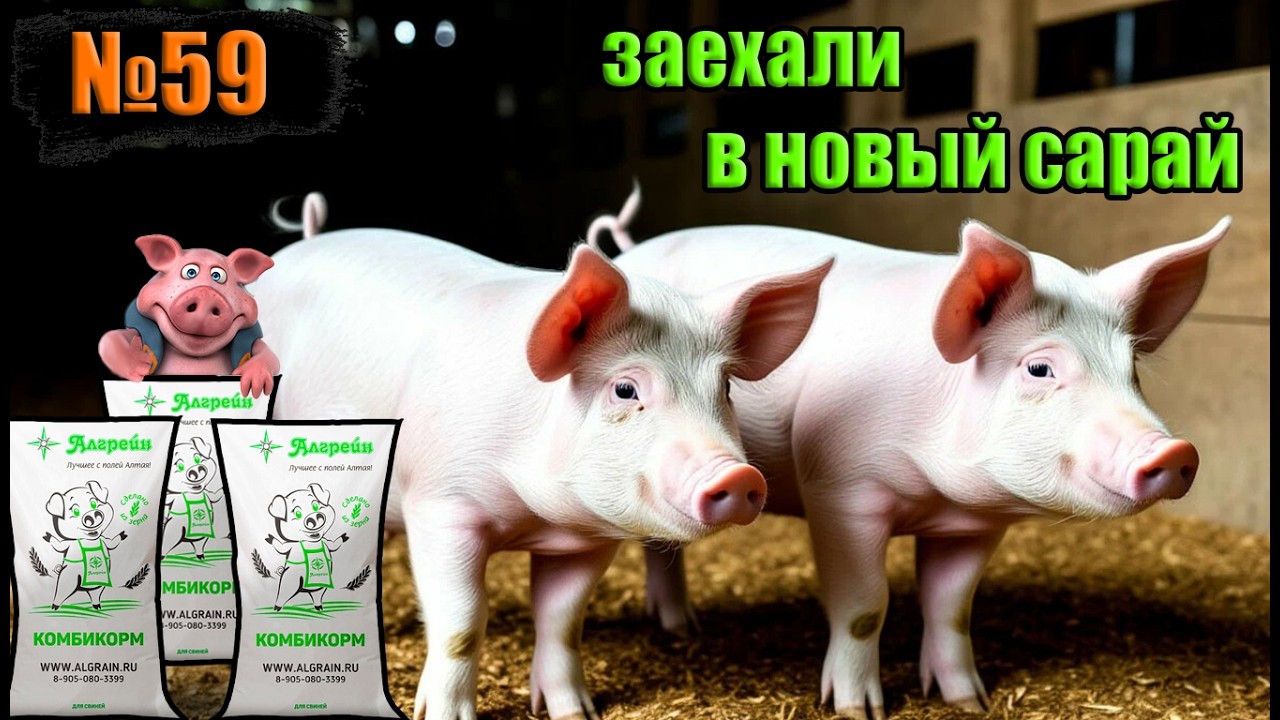 №59 Еще у двух свинок новоселье / опорос свиноматки дюрок /  приобрел корма