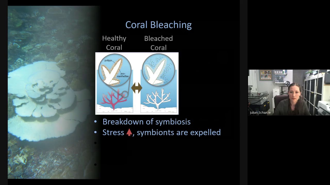 Genomic Social Hour #19: Genomic approaches to understanding coral resistance & resilience