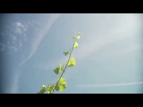 Video: Die Verwendung Von Reben In Der Gartenlandschaft