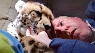 Night 3: Sleeping Inside A Cheetah Enclosure With Two Adult Big Cats  Cat Sucks Thumb Chews Ear