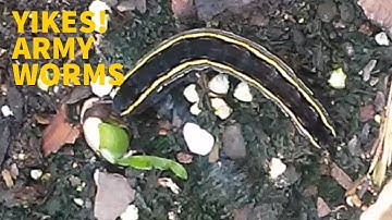 HOW I GOT RID OF ARMYWORMS IN ONE DAY!  | Container Crops | Crops To Kitchen