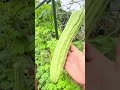 Chinese Bitter Gourd ゴーヤ #gardening #farming #food #vegetables #garden