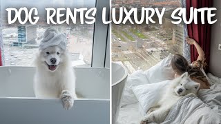 Our Dog stays in a 5-Star Luxury Hotel