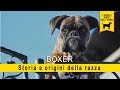 Boxer - Storia e Origine della razza