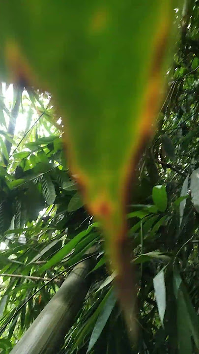 awi nage nyangsang dina dahan,,,bantuin aku dong #shortvideo