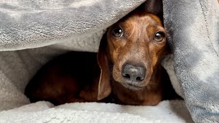 Mini dachshund is jet lagged from vacation✈️