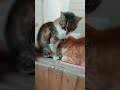 久しぶりのなかにわ荘「小芝居劇場」カラオケ映像風 #猫 #ねこ #なかにわ荘 #マドンナ達のララバイ