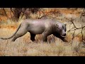 Najpotężniejsze drapieżniki Afryki po dinozaurach