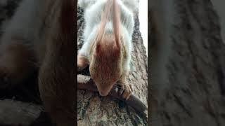 Белка грызёт косточку / A squirrel is gnawing on a bone #squirrel #cuteanimal #cute