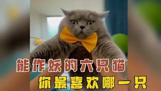 全网最能作妖的六只猫快来看看有没有你喜欢的那一只