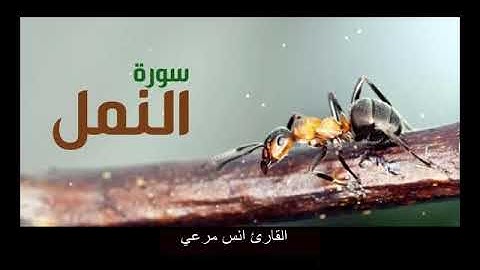 ماتيسر من سوره النمل بصوت القارئ||أنس مرعي