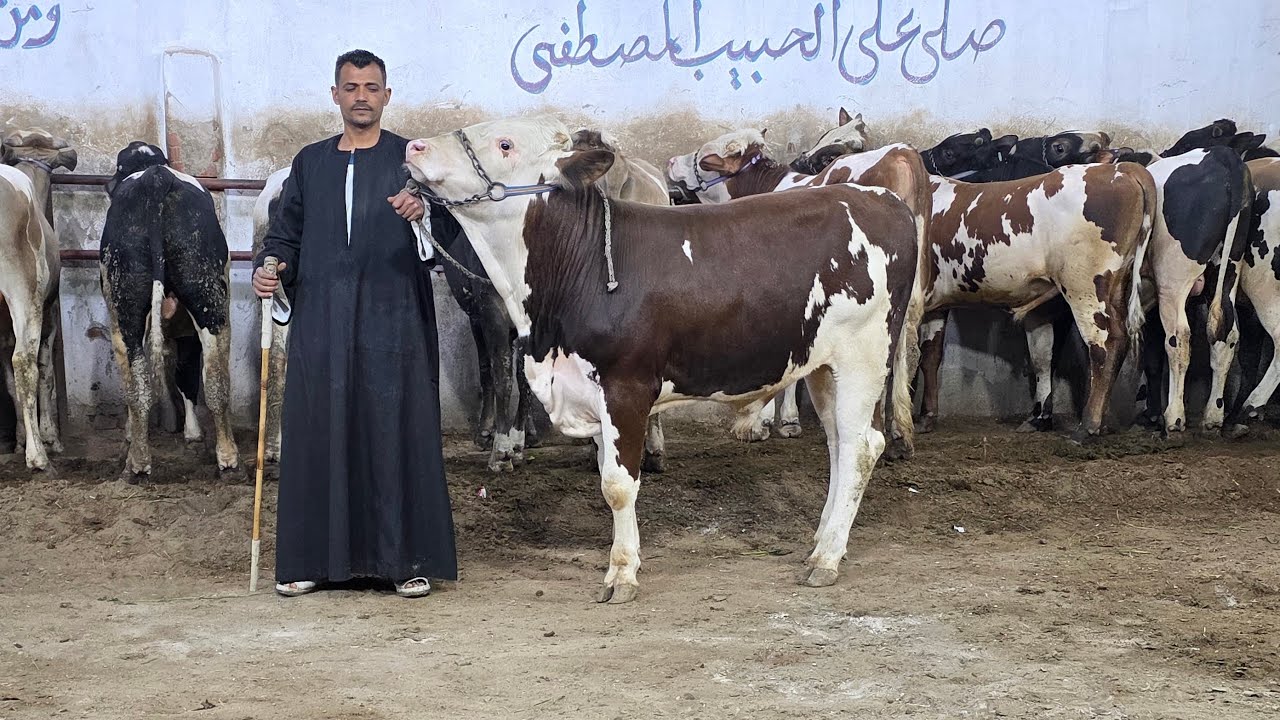 سيب المسلسلات وتعالى جبتلك ‏أسطول عجول من اللي بتقول اعلى معدل تحويل وأعلى سلالات بيور وخليط عالي