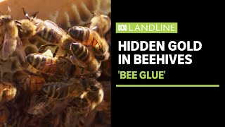 Beekeepers look to untapped potential of propolis, or 'bee glue' | Landline | ABC News