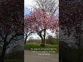 Przemijanie... #shortvideo #shortyoutube #sensżycia #natura #chaosmysli #refleksja