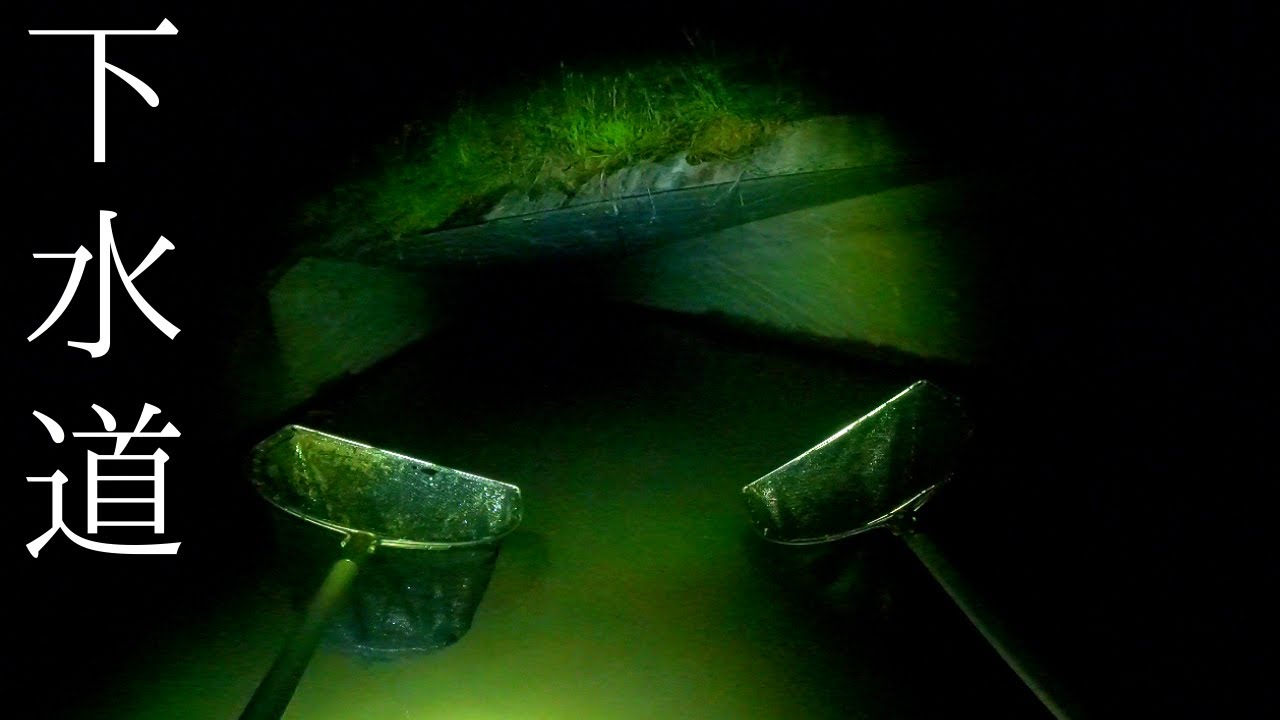 長すぎる下水道に潜入！150ｍ先であの巨大生物がッ！！？…【琵琶湖ガサガサ探検記123】