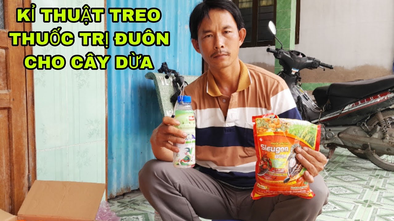 kỉ thuật treo thuốc diệt đuôn dừa  ,cách pha thuốc trộn với muối hột treo lên cây  dừa trị đuôn