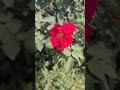#garden #gardening