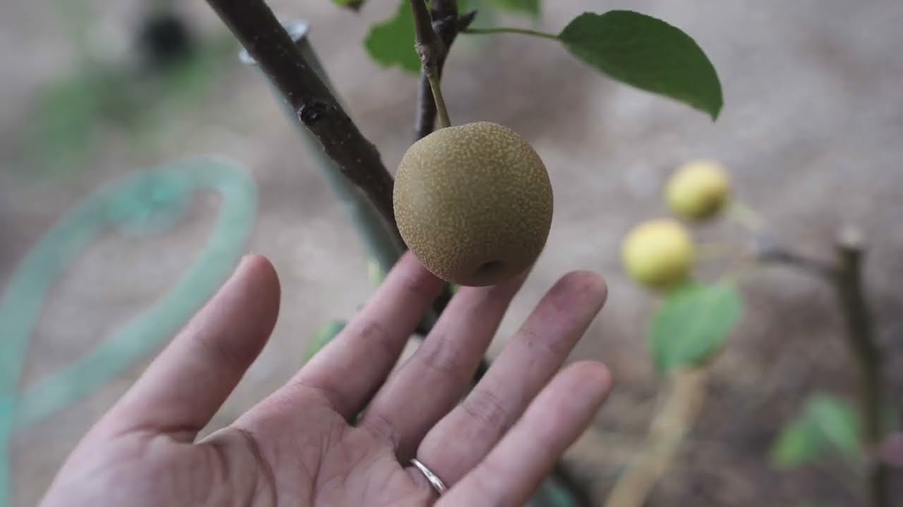 I Got A SMALL Problem with Pear Tree