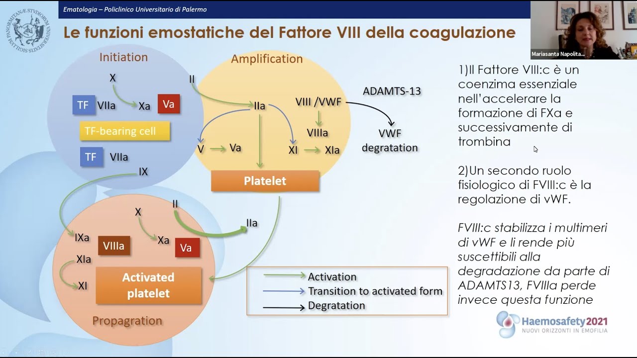 Le funzioni del Fattore VIII della Coagulazione