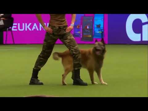 brain-training-for-dogs-program-|-by-adrienne-farricelli