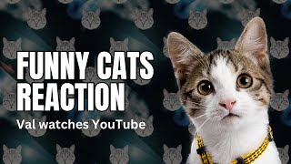 Val Watches You Tube by Your Purrfect Cat 31 views 10 months ago 3 minutes, 29 seconds