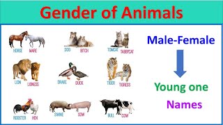 Gender of Animals |male female and young one animal names |#animalnames |#EToddlers