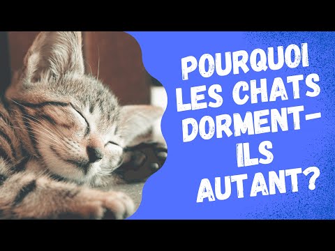 Vidéo: Pourquoi Les Animaux Dorment-ils En Boule ?