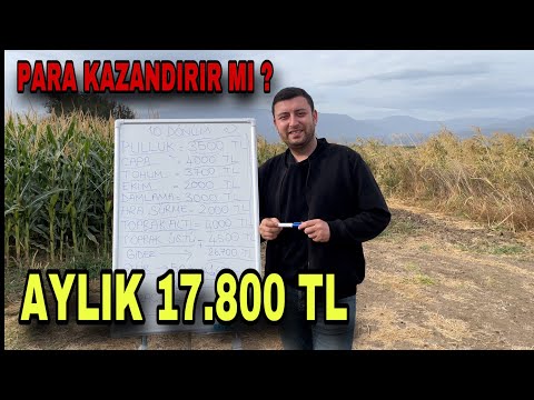 10 DÖNÜM MISIR TARLASI KAÇ PARA KAZANDIRIR ?