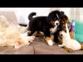 Bernese Mountain Dog Puppy, German Shepherd, Golden Retriever and Kitten are Best Friends!