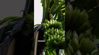 Inilah kenapa Pohon Pisang hanya bisa berbuah sekali | Bagian Alam