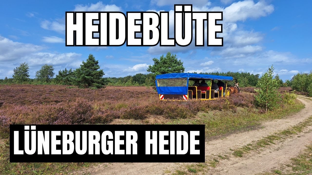 Heideblüte in der Lüneburger Heide