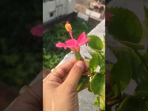 Bracts Flowers Factsshorts Something About Flowers 