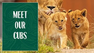 Meet Our Cubs
