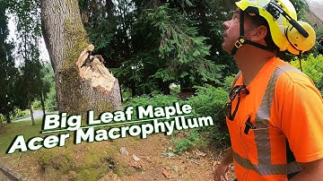 Acer Macrophyllum - Big Leaf Maple Removal