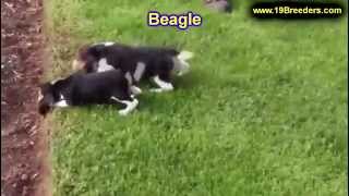 Beagle, Puppies For Sale, In, Kent, Washington, WA, Bainbridge Island, Mercer Island, Maple Valley,