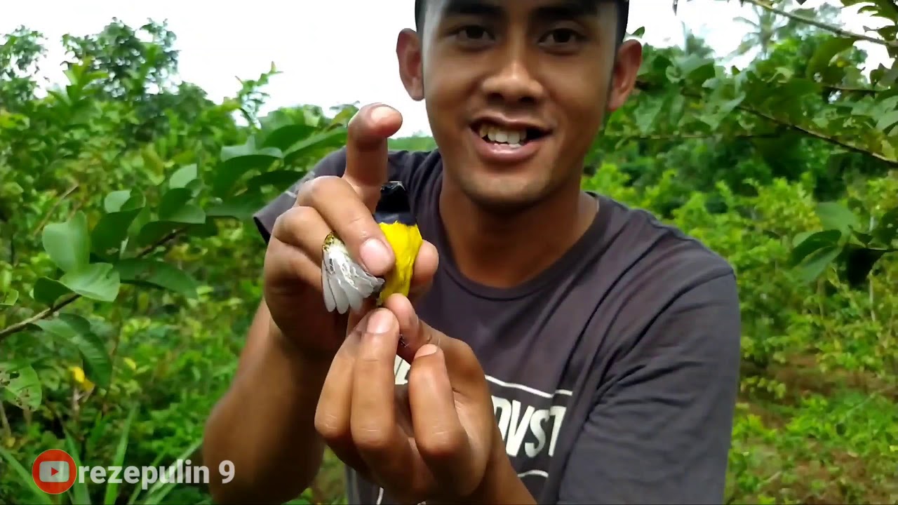 Pikat burung kecil malah dapet burung kaya gini !!😲😱 