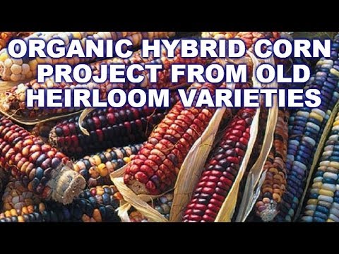 corn varieties
