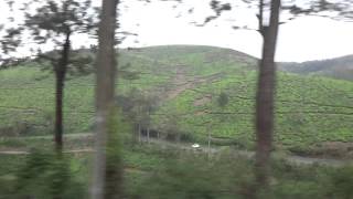 Tea Plantations in Southern India | Tea Pursuit