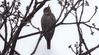 Drozd zpěvný (Turdus philomelos) - hlas