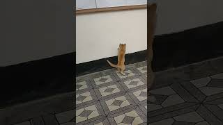 Jumping Cat Climbing Wall | Love Muezza