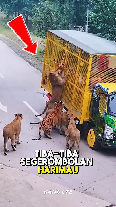 Pengunjung Panik! Ketika Truk Dihadang Harimau Buas 😱 #shorts #tiger #harimau #viralvideo